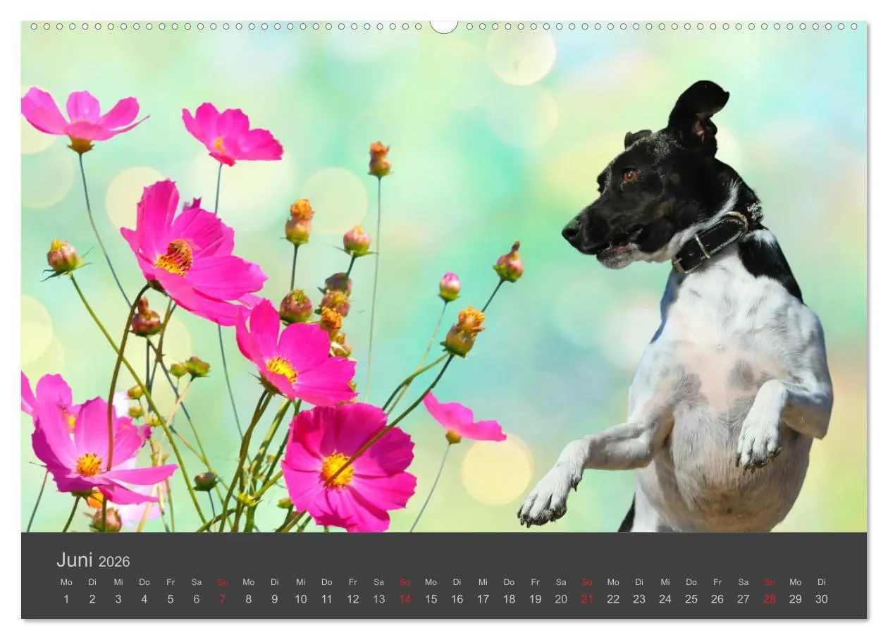 Bild: 9783457819098 | HUNDE LEBEN IST BUNT (Wandkalender 2026 DIN A2 quer), CALVENDO...