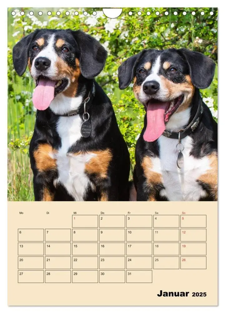Bild: 9783435959198 | Jahresplaner Entlebucher Sennenhund (Wandkalender 2025 DIN A4...