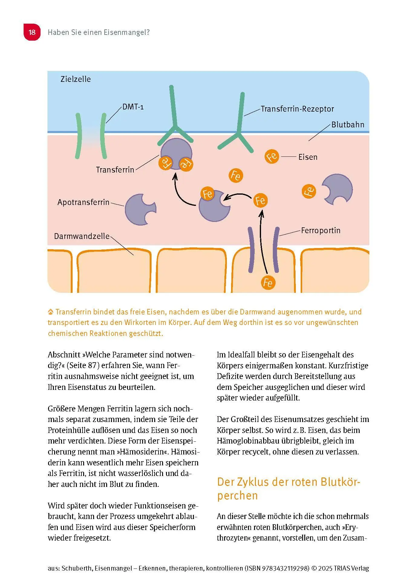 Bild: 9783432119298 | Eisenmangel - Erkennen, therapieren, kontrollieren | Schuberth | Buch