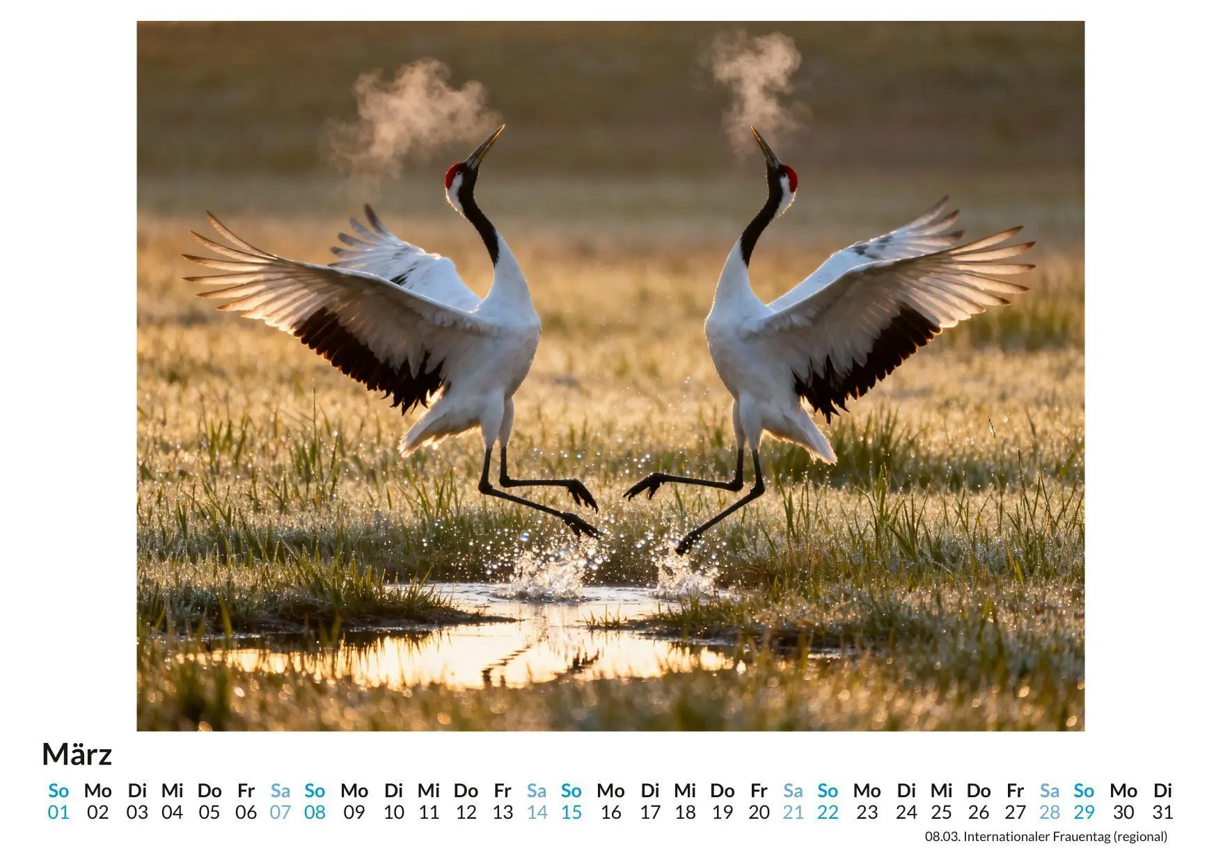 Bild: 9783695329298 | Kranich | Theo Schubert | Kalender | Deutsch | 2026 | FlipFlop