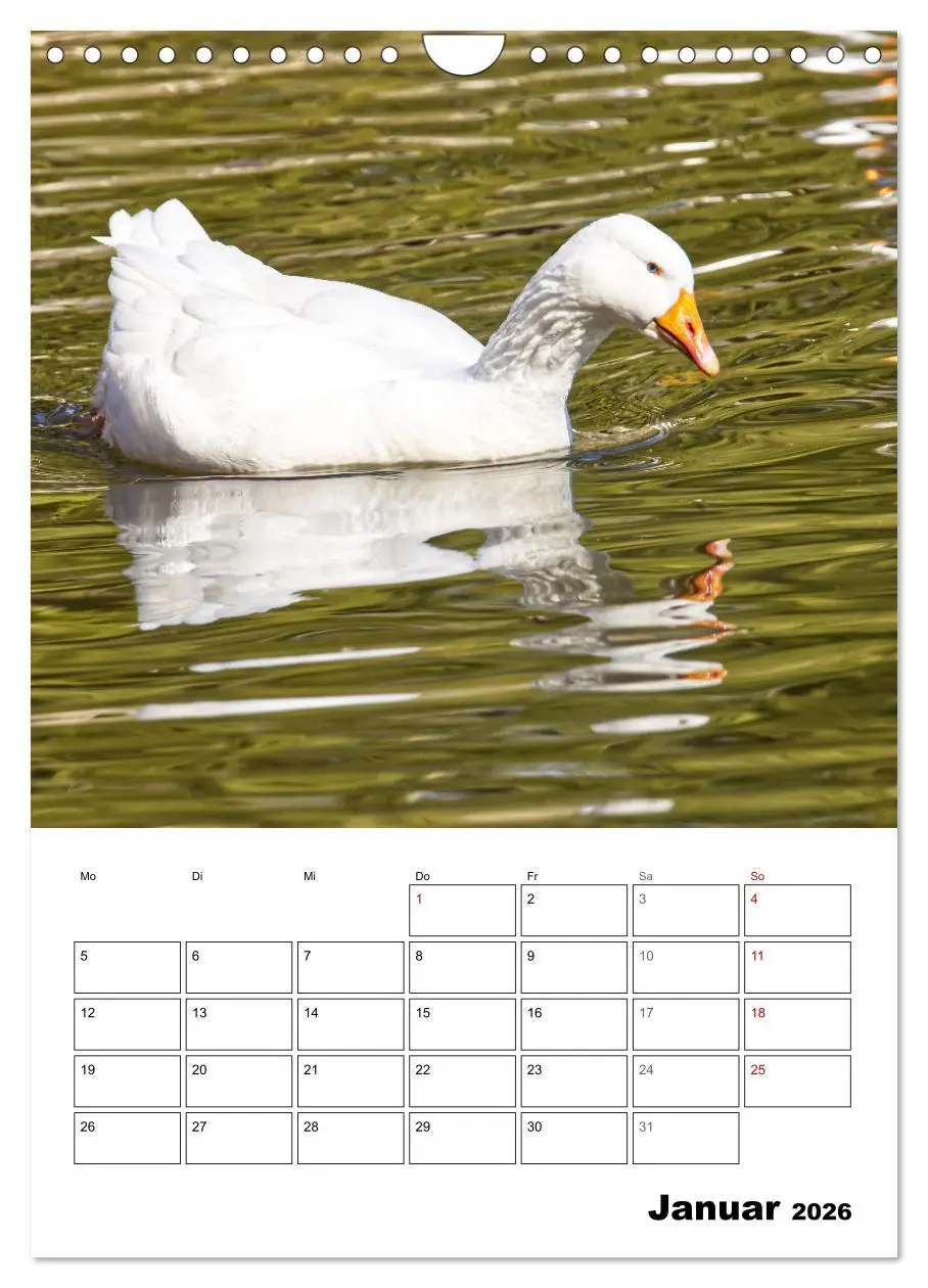 Bild: 9783516349498 | Gänse, geliebte Wasservögel (Wandkalender 2026 DIN A4 hoch),...
