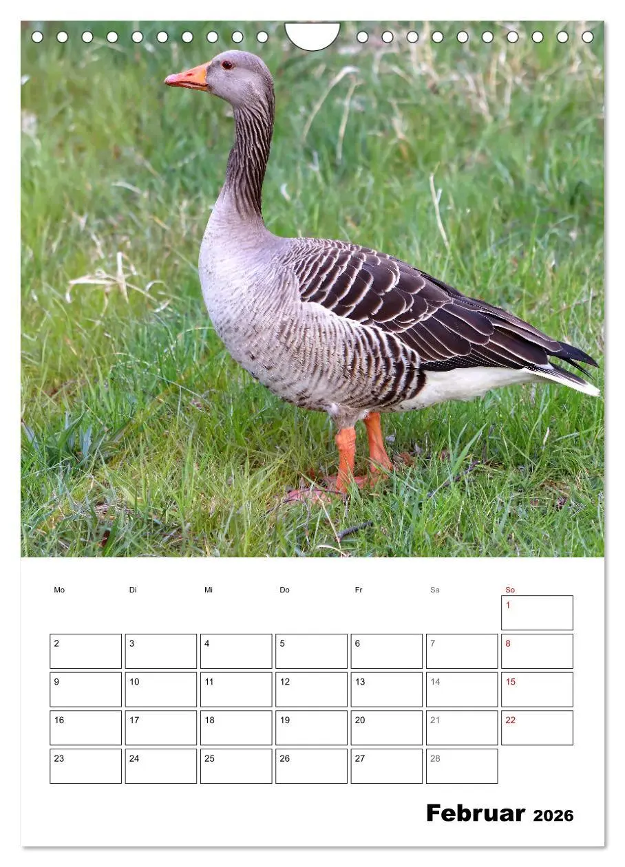 Bild: 9783516349498 | Gänse, geliebte Wasservögel (Wandkalender 2026 DIN A4 hoch),...