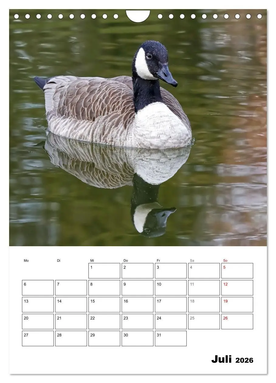Bild: 9783516349498 | Gänse, geliebte Wasservögel (Wandkalender 2026 DIN A4 hoch),...