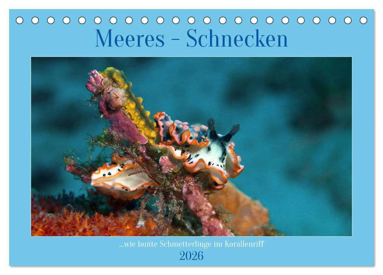Cover: 9783457489598 | Meeres-Schnecken (Tischkalender 2026 DIN A5 quer), CALVENDO...