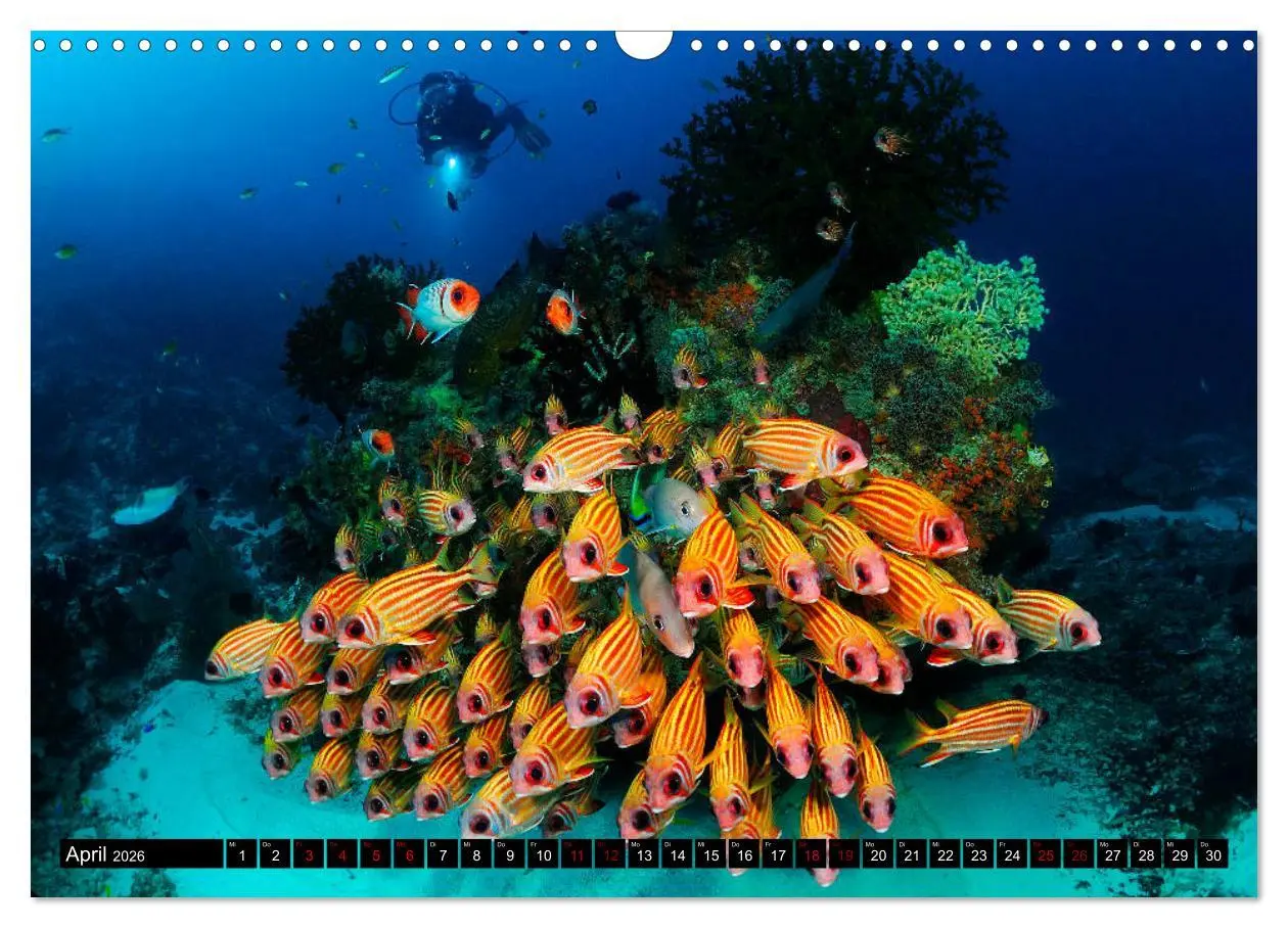 Bild: 9783457939598 | Raja Ampat - Faszinierende Unterwasserwelt (Wandkalender 2026 DIN...