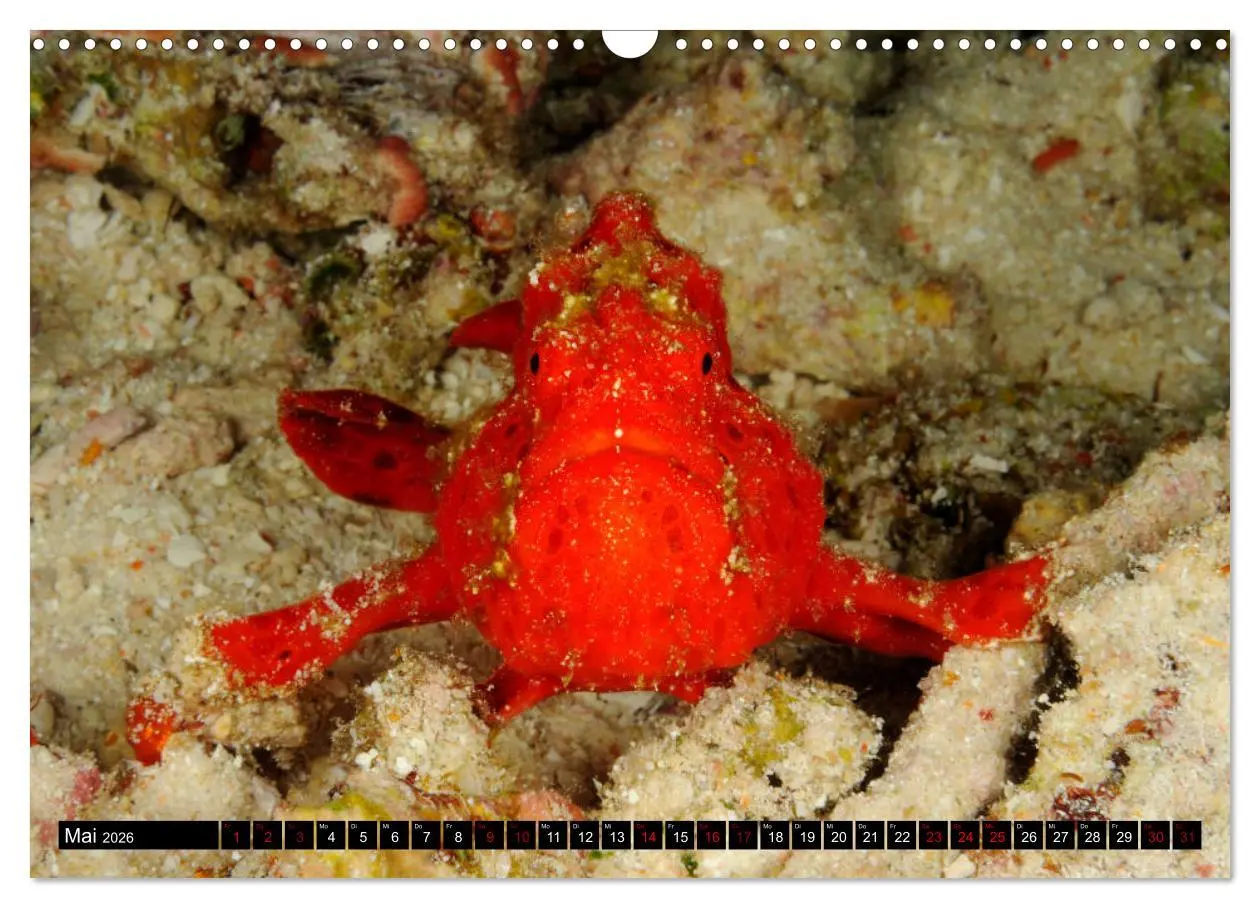 Bild: 9783457939598 | Raja Ampat - Faszinierende Unterwasserwelt (Wandkalender 2026 DIN...