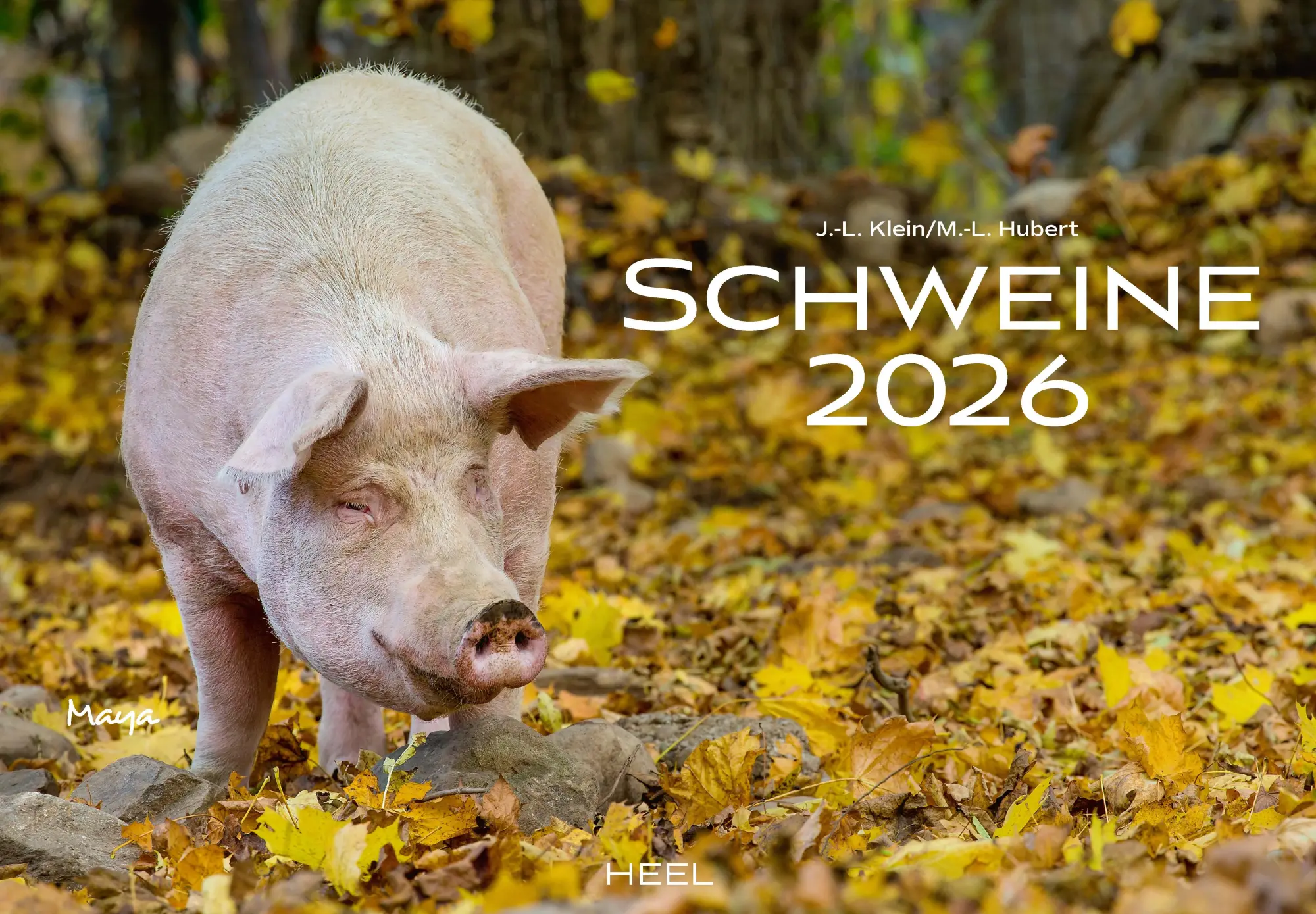Cover: 9783966649698 | Schweine Kalender 2026 | Der Tierkalender mit den charmanten Namen