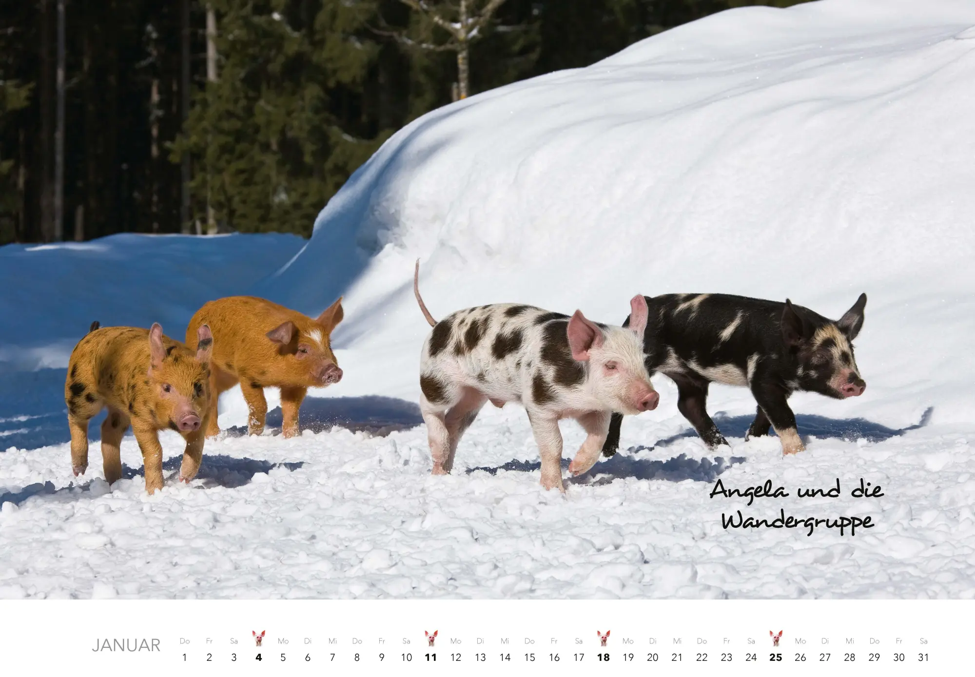 Bild: 9783966649698 | Schweine Kalender 2026 | Der Tierkalender mit den charmanten Namen