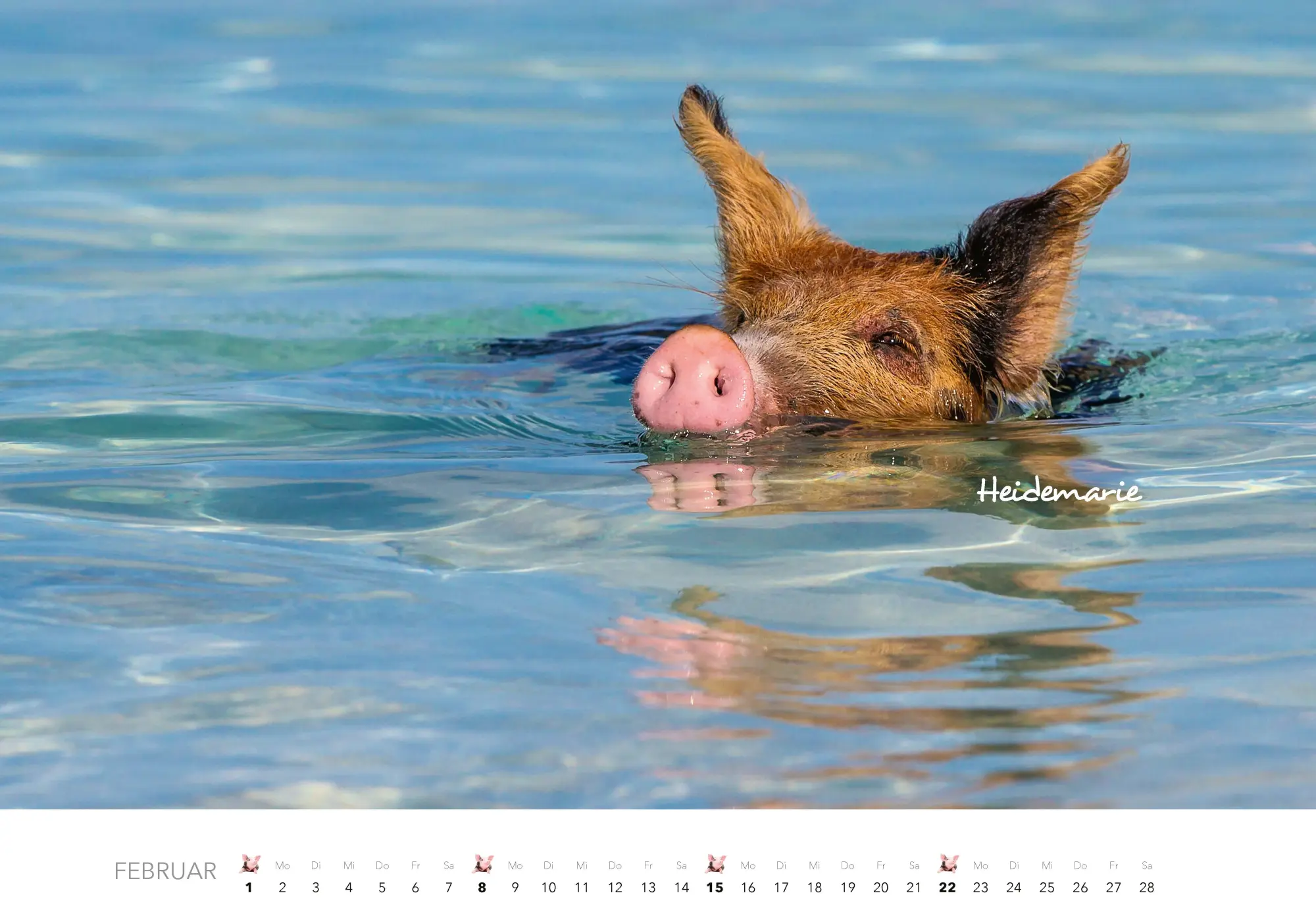 Bild: 9783966649698 | Schweine Kalender 2026 | Der Tierkalender mit den charmanten Namen