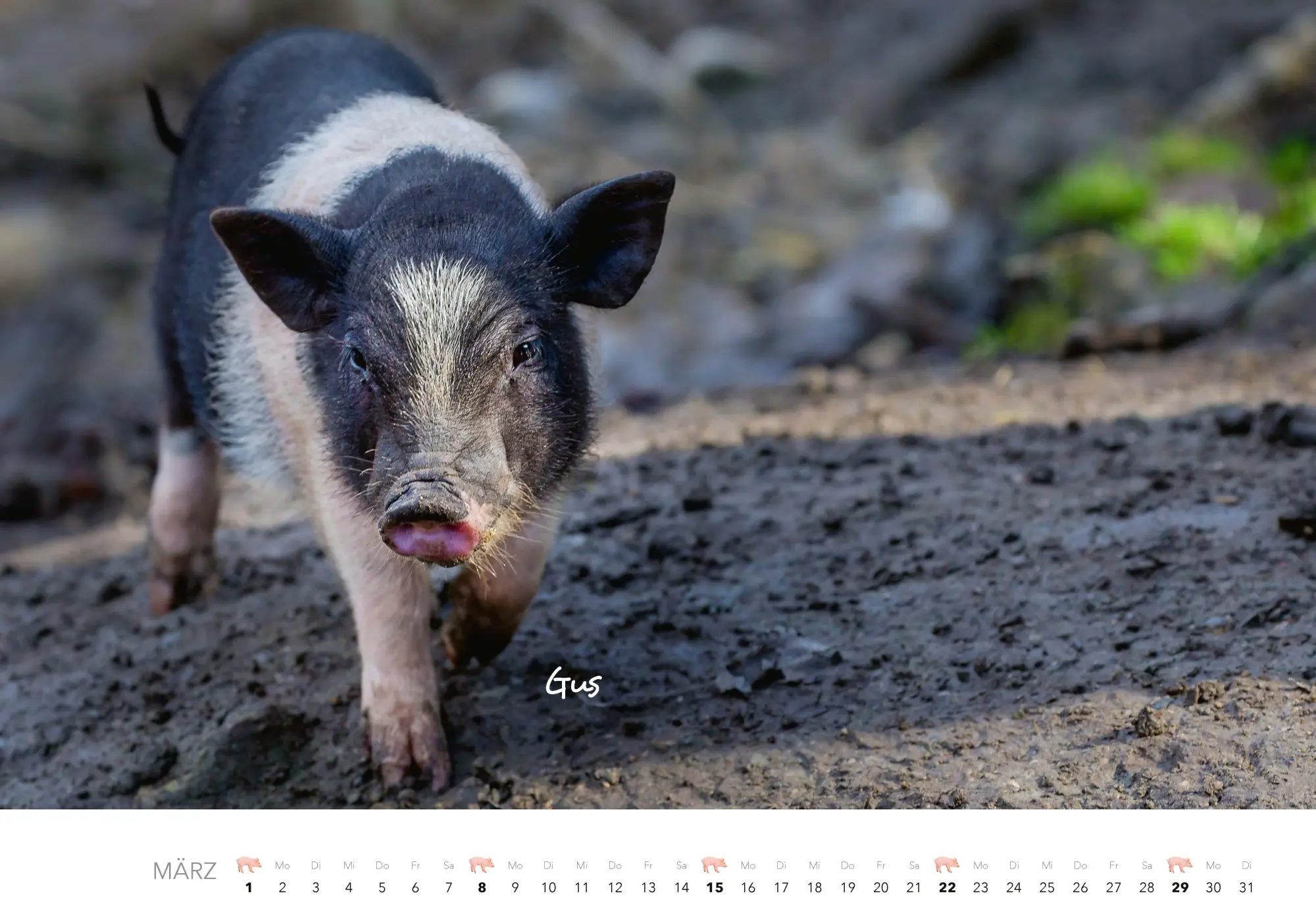 Bild: 9783966649698 | Schweine Kalender 2026 | Der Tierkalender mit den charmanten Namen