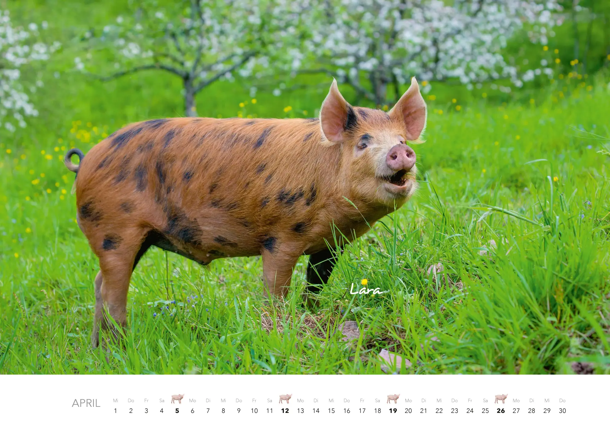 Bild: 9783966649698 | Schweine Kalender 2026 | Der Tierkalender mit den charmanten Namen