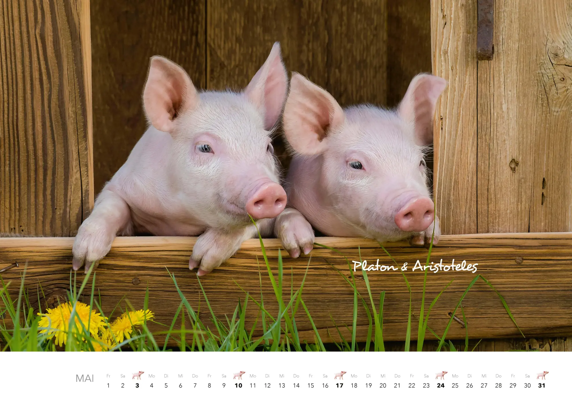Bild: 9783966649698 | Schweine Kalender 2026 | Der Tierkalender mit den charmanten Namen