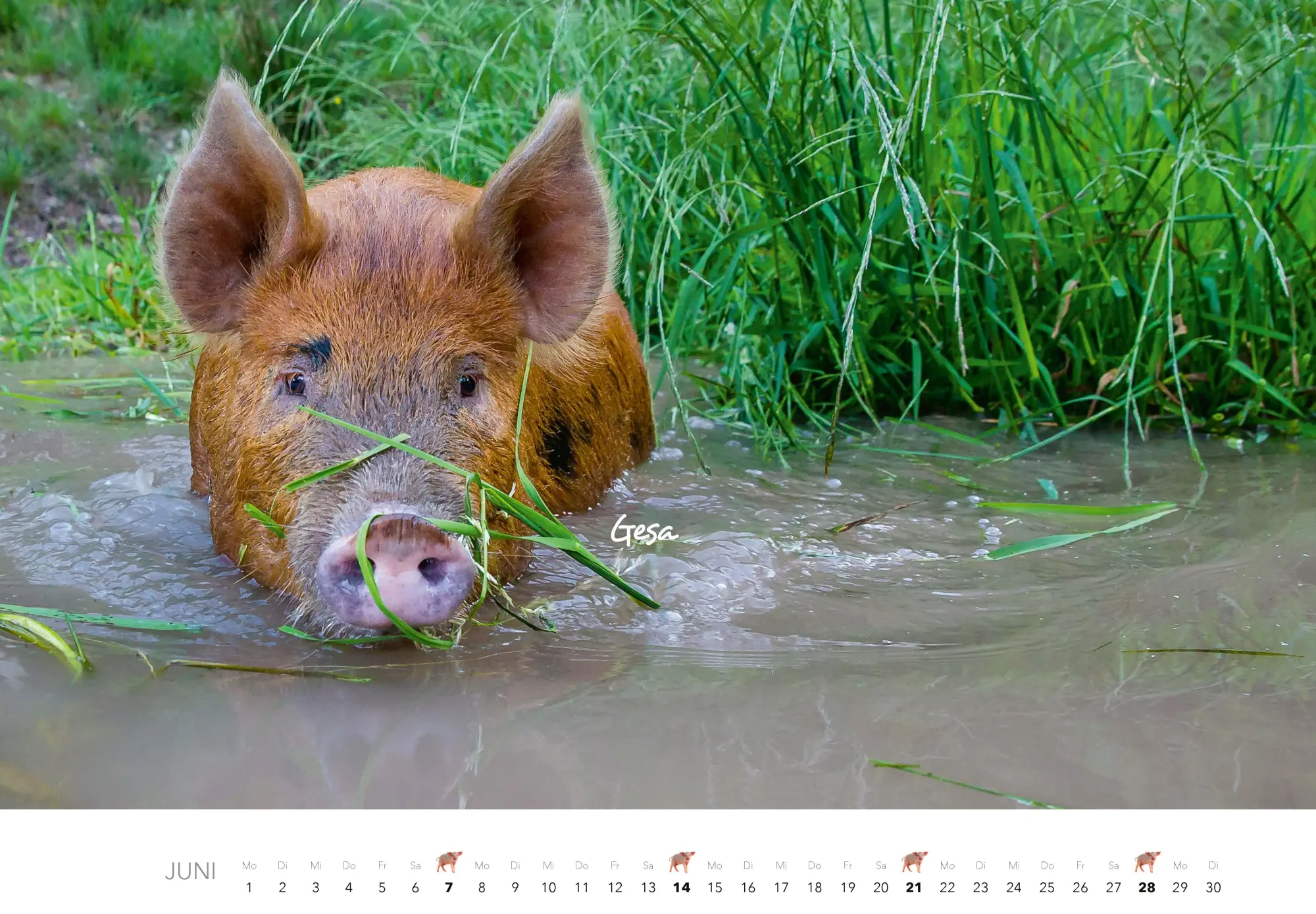 Bild: 9783966649698 | Schweine Kalender 2026 | Der Tierkalender mit den charmanten Namen