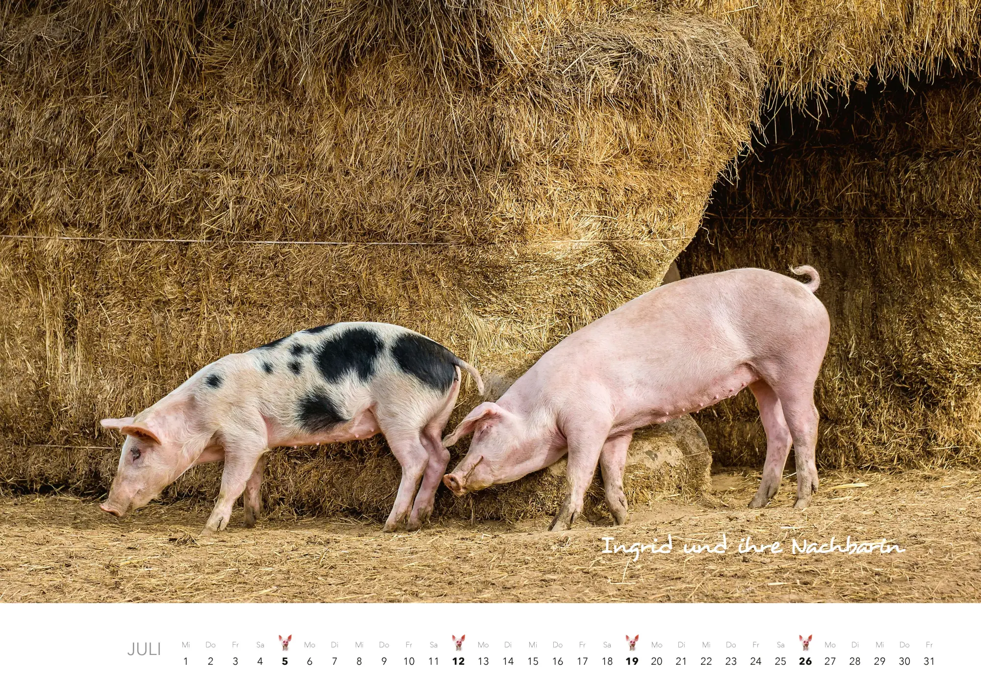 Bild: 9783966649698 | Schweine Kalender 2026 | Der Tierkalender mit den charmanten Namen