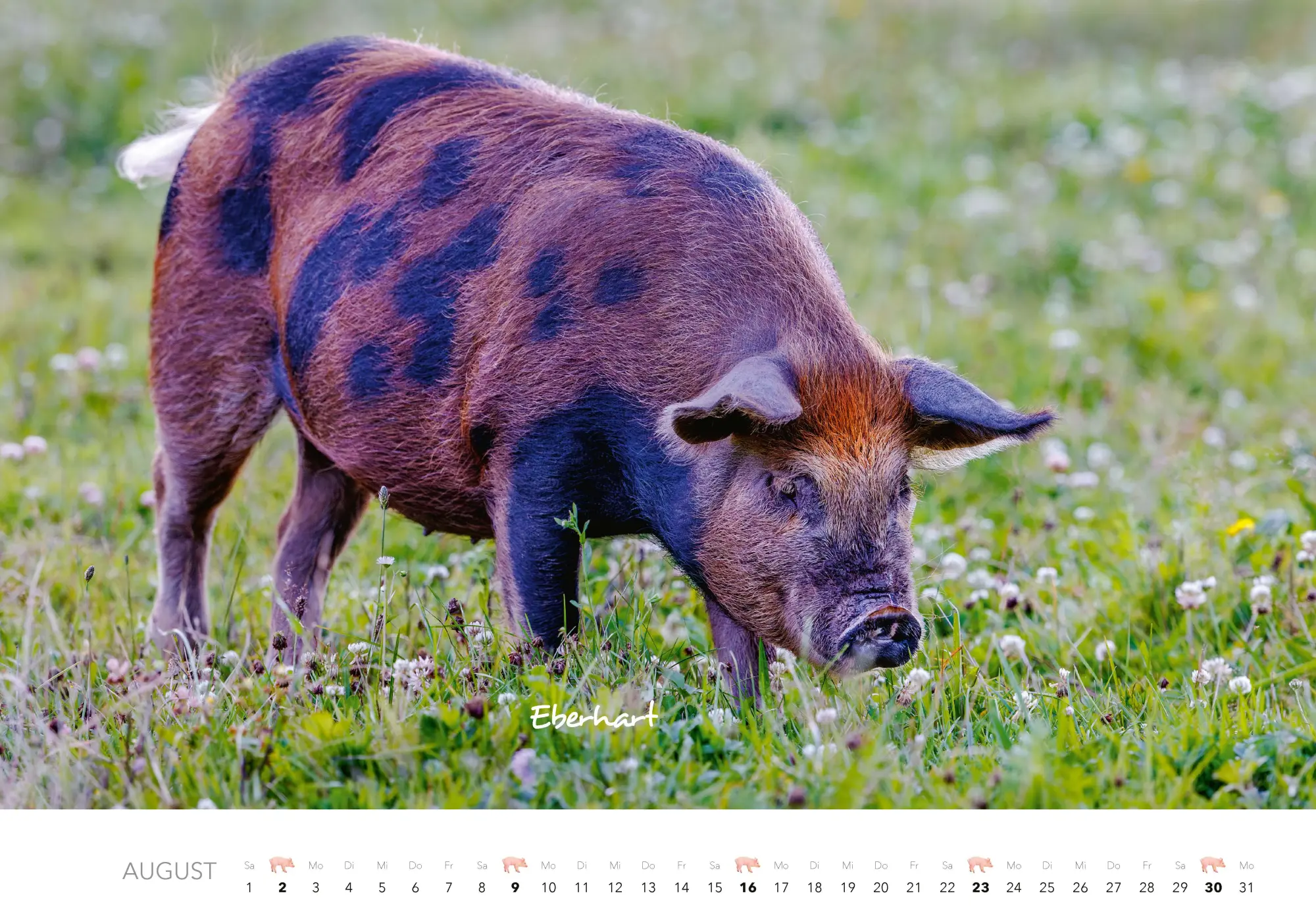 Bild: 9783966649698 | Schweine Kalender 2026 | Der Tierkalender mit den charmanten Namen