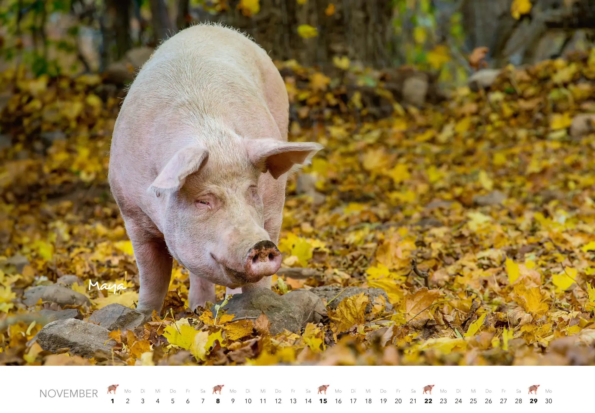 Bild: 9783966649698 | Schweine Kalender 2026 | Der Tierkalender mit den charmanten Namen