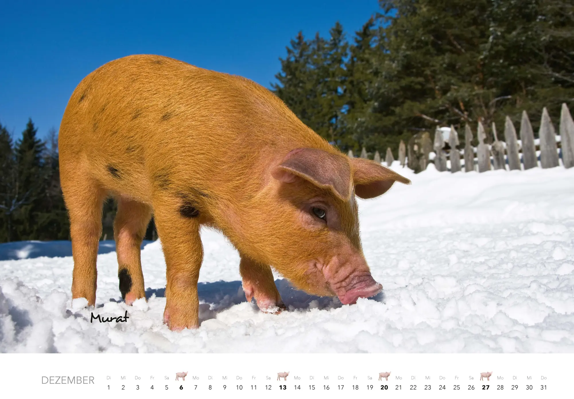 Bild: 9783966649698 | Schweine Kalender 2026 | Der Tierkalender mit den charmanten Namen