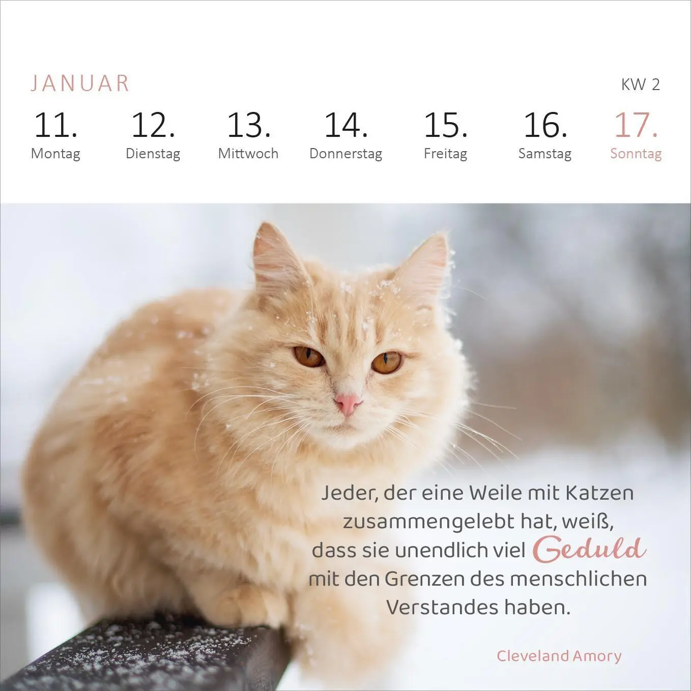 Bild: 4014489139898 | Mini-Wochenkalender Katzenweisheiten 2027 | Kalender | 108 S. | 2027