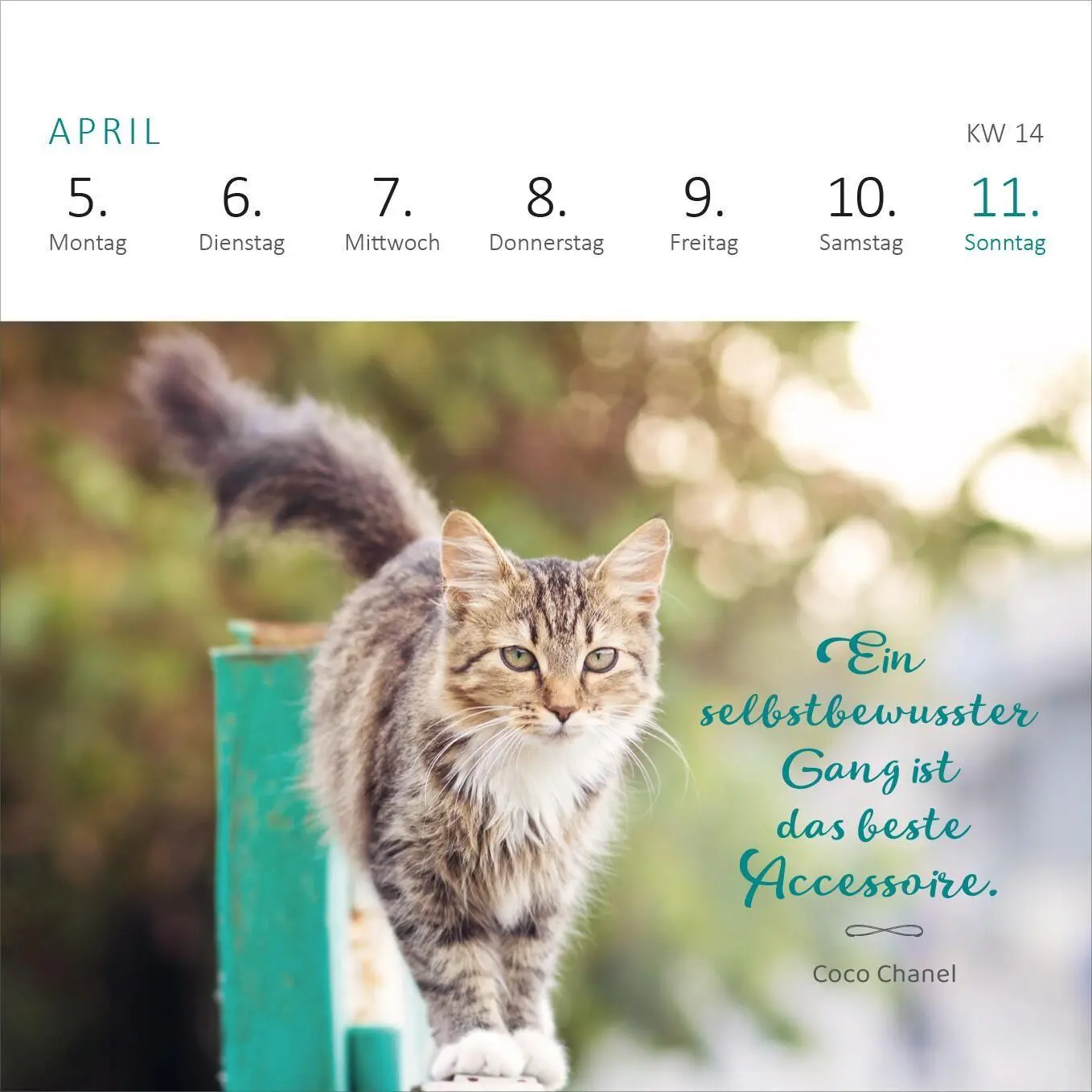 Bild: 4014489139898 | Mini-Wochenkalender Katzenweisheiten 2027 | Kalender | 108 S. | 2027