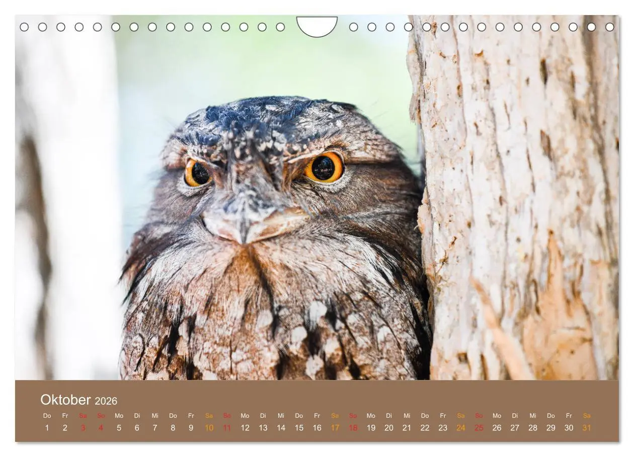 Bild: 9783457759998 | Australien, tierischer Kontinent (Wandkalender 2026 DIN A4 quer),...