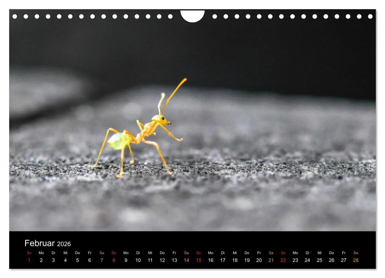 Bild: 9783457759998 | Australien, tierischer Kontinent (Wandkalender 2026 DIN A4 quer),...