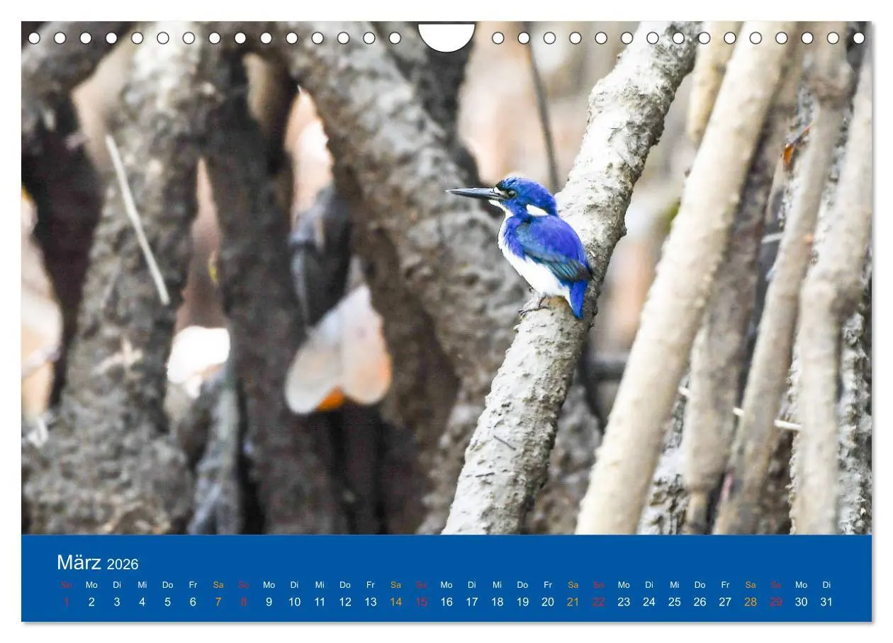 Bild: 9783457759998 | Australien, tierischer Kontinent (Wandkalender 2026 DIN A4 quer),...