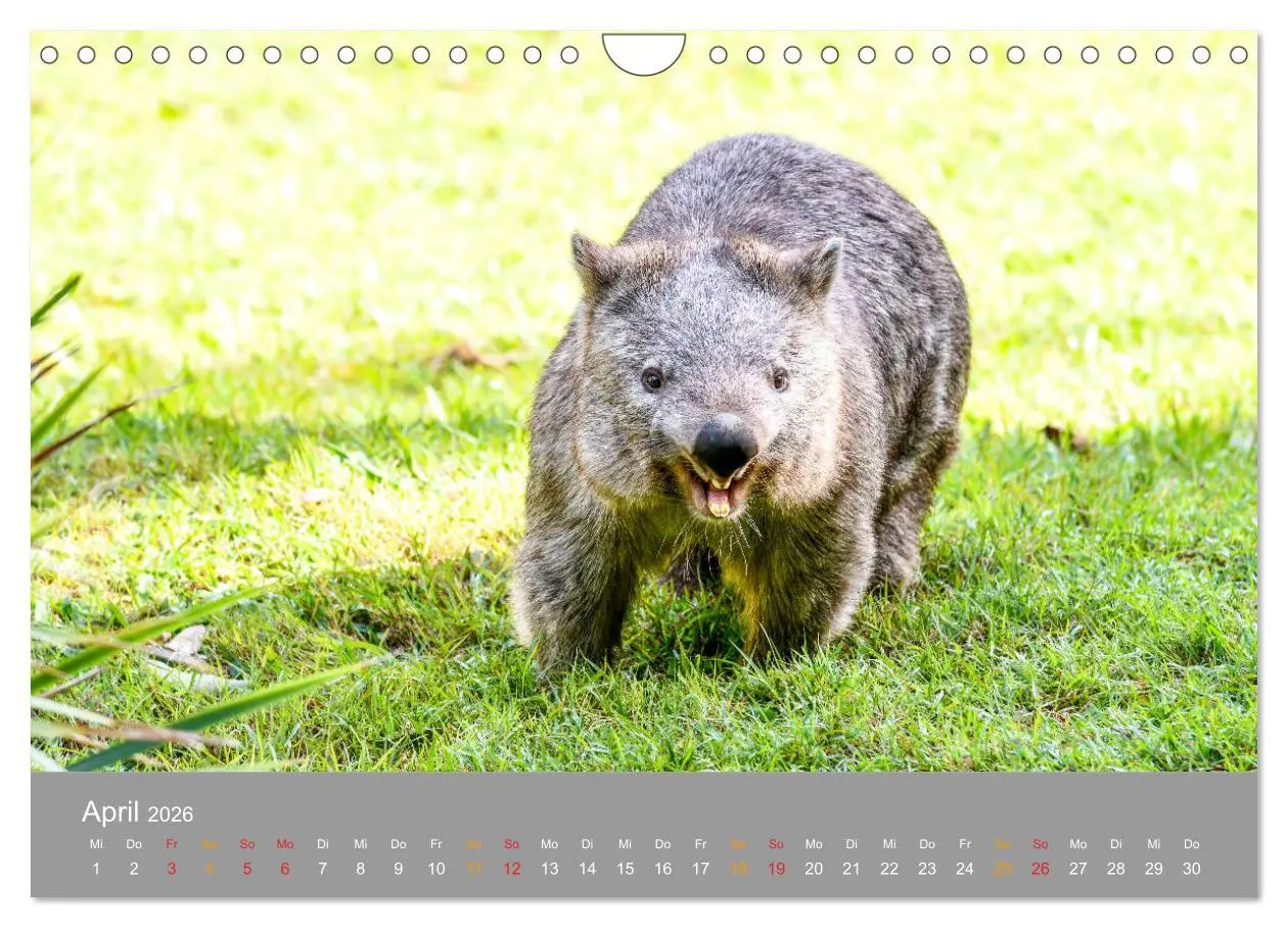 Bild: 9783457759998 | Australien, tierischer Kontinent (Wandkalender 2026 DIN A4 quer),...