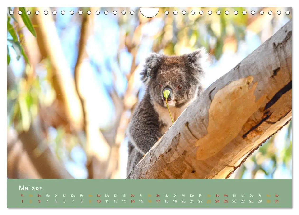 Bild: 9783457759998 | Australien, tierischer Kontinent (Wandkalender 2026 DIN A4 quer),...