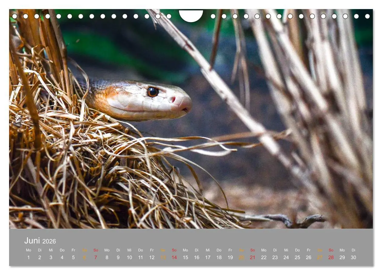 Bild: 9783457759998 | Australien, tierischer Kontinent (Wandkalender 2026 DIN A4 quer),...