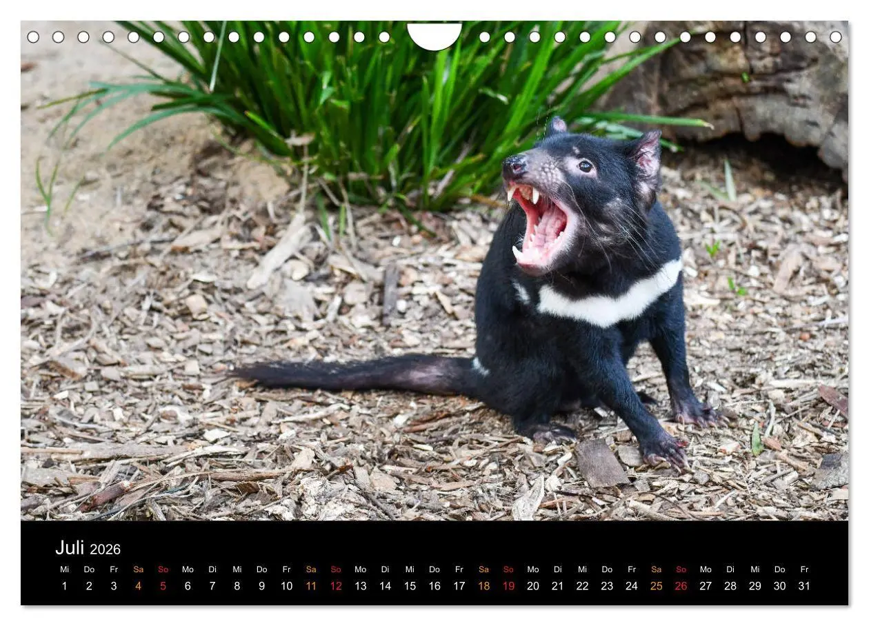 Bild: 9783457759998 | Australien, tierischer Kontinent (Wandkalender 2026 DIN A4 quer),...