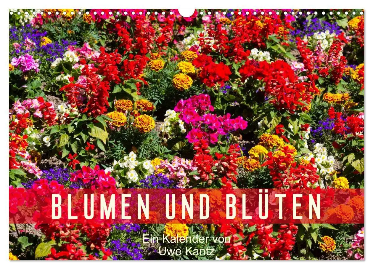 Cover: 9783516100099 | Blumen und Blüten (Wandkalender 2026 DIN A3 quer), CALVENDO...