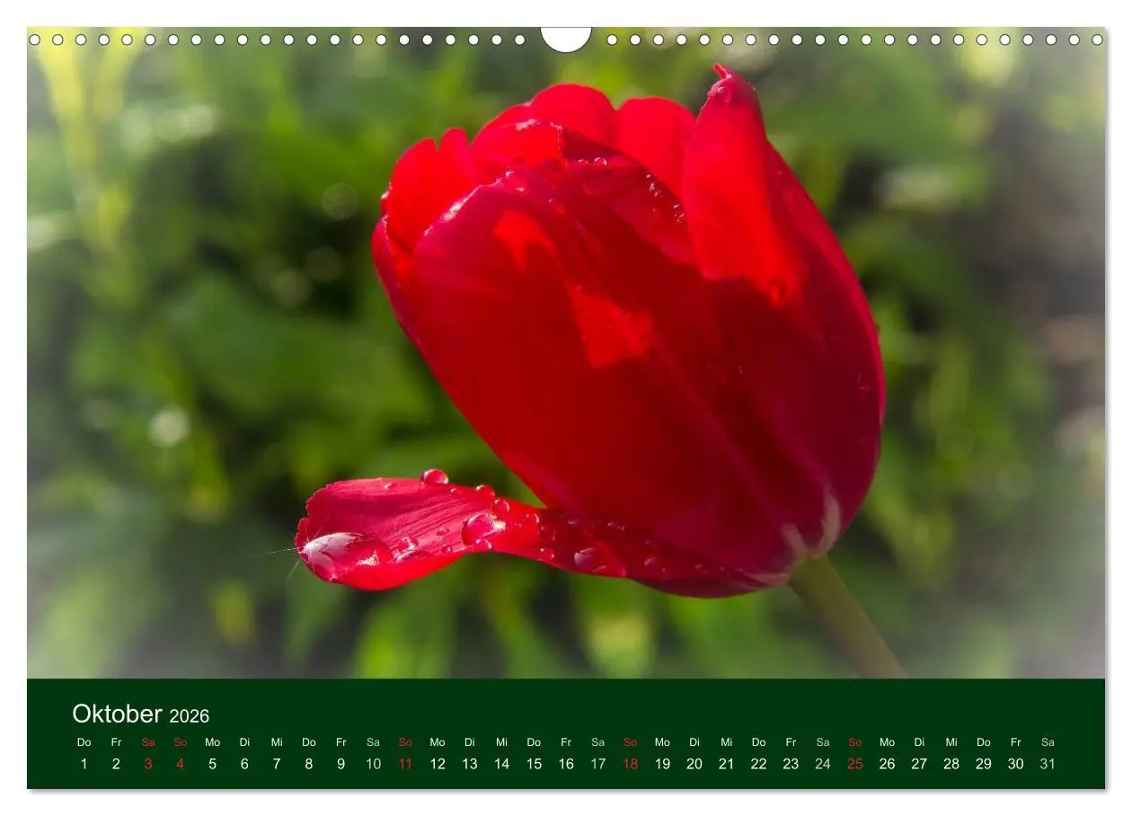 Bild: 9783516100099 | Blumen und Blüten (Wandkalender 2026 DIN A3 quer), CALVENDO...