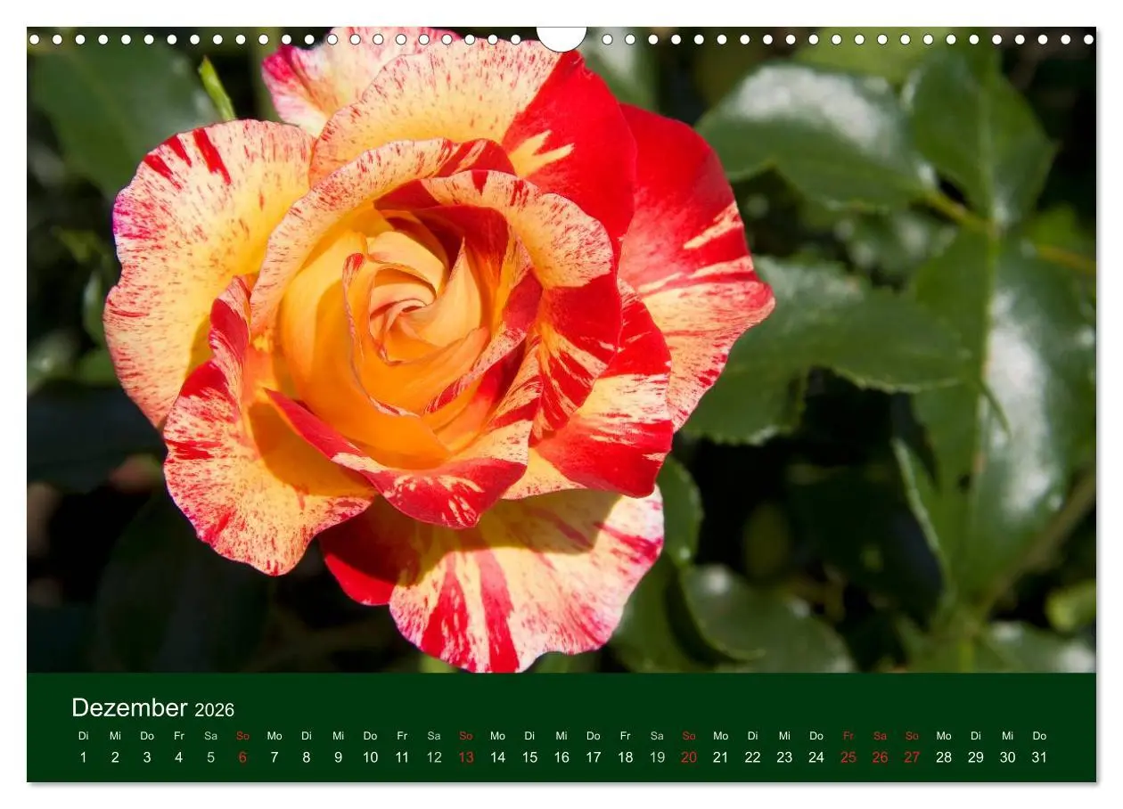 Bild: 9783516100099 | Blumen und Blüten (Wandkalender 2026 DIN A3 quer), CALVENDO...