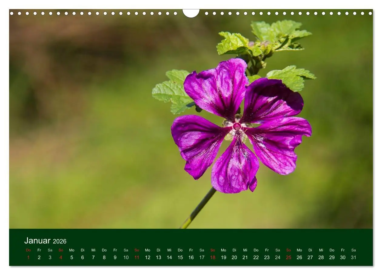 Bild: 9783516100099 | Blumen und Blüten (Wandkalender 2026 DIN A3 quer), CALVENDO...