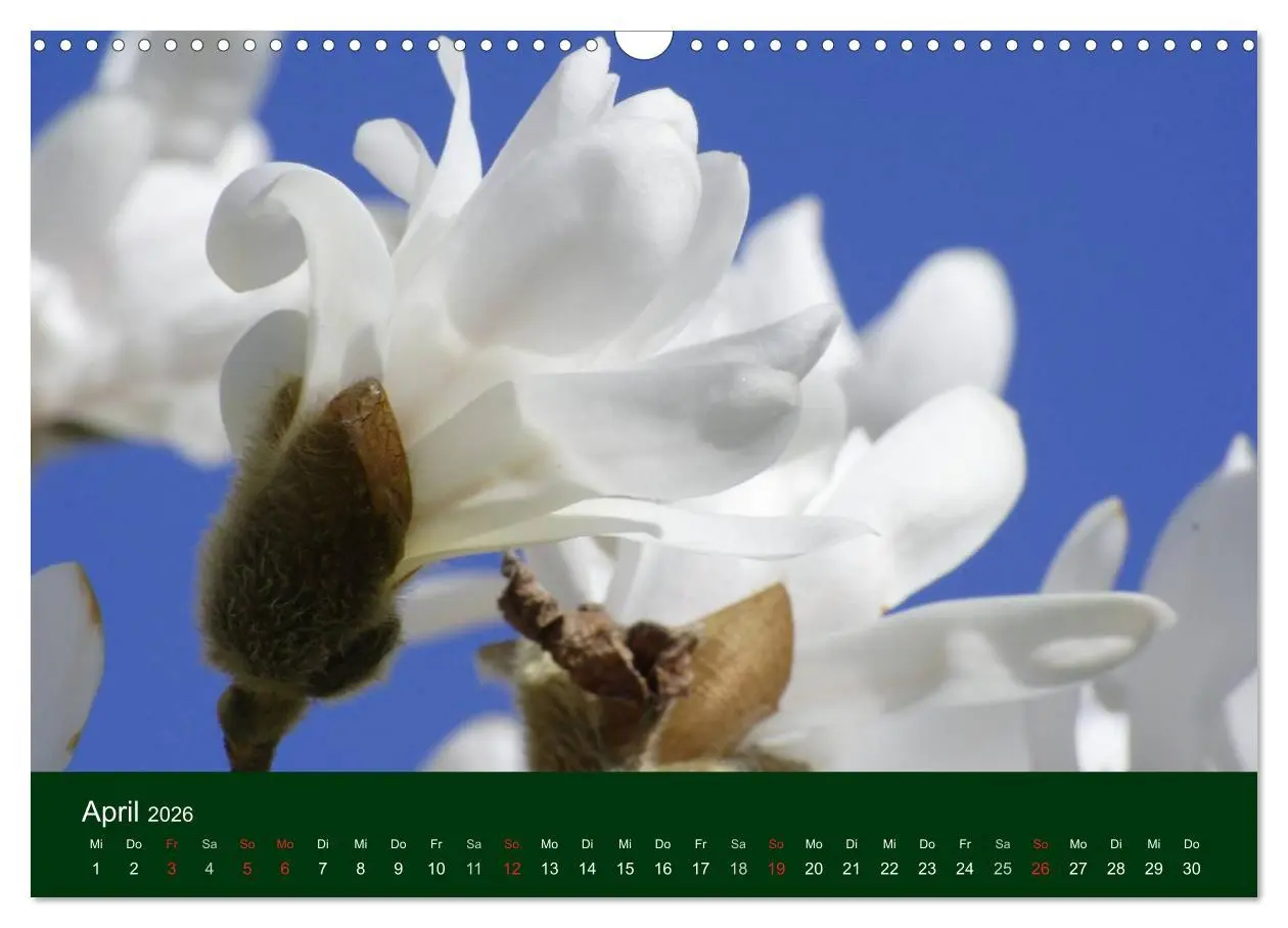 Bild: 9783516100099 | Blumen und Blüten (Wandkalender 2026 DIN A3 quer), CALVENDO...