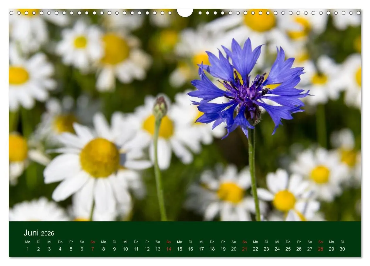 Bild: 9783516100099 | Blumen und Blüten (Wandkalender 2026 DIN A3 quer), CALVENDO...