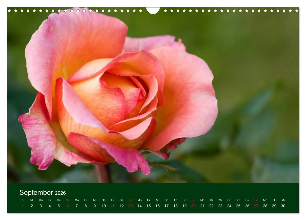 Bild: 9783516100099 | Blumen und Blüten (Wandkalender 2026 DIN A3 quer), CALVENDO...