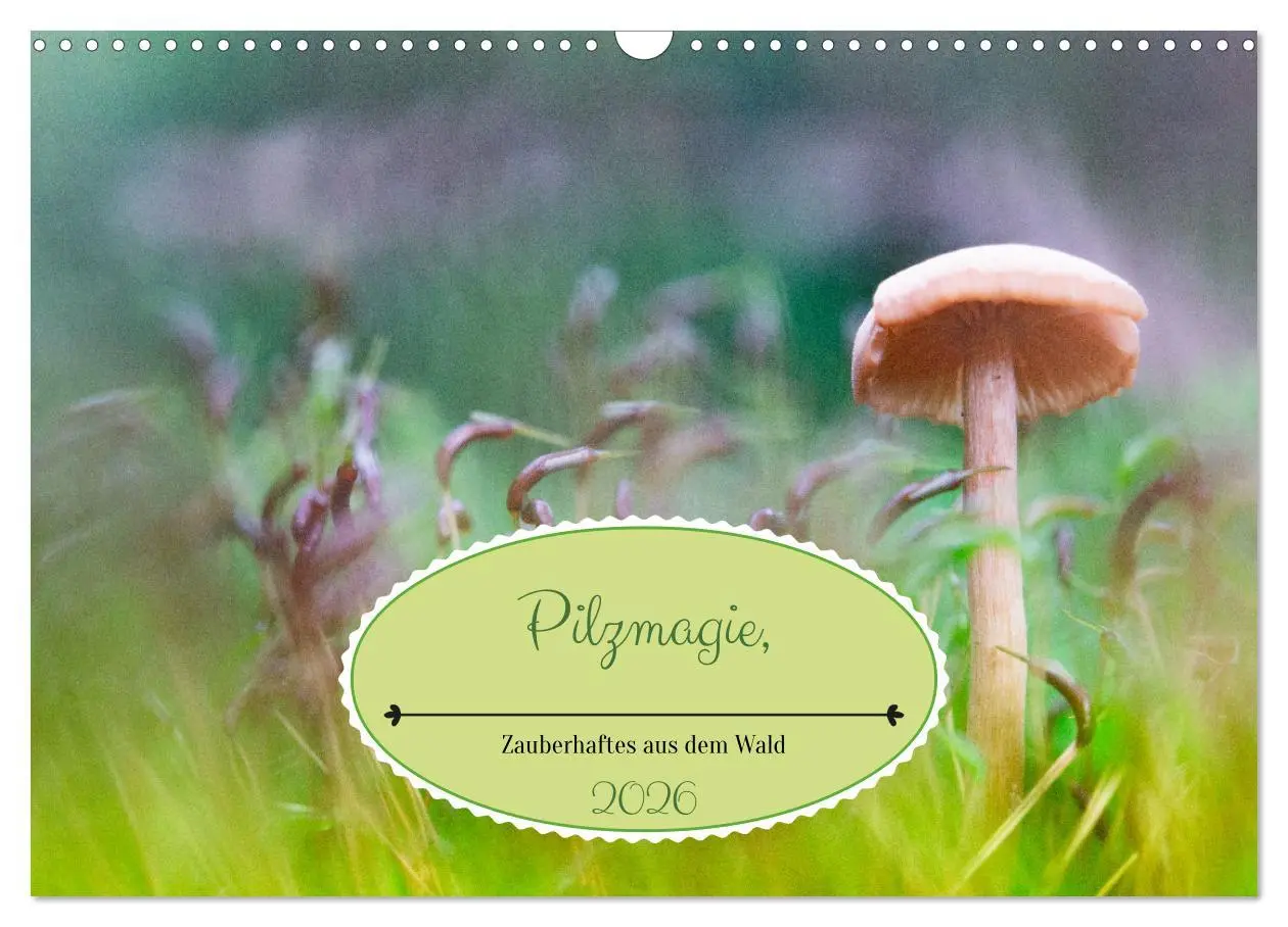 Cover: 9783457480199 | Pilzmagie (Wandkalender 2026 DIN A3 quer), CALVENDO Monatskalender