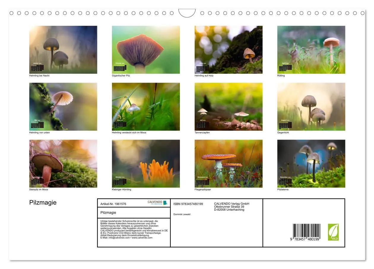Bild: 9783457480199 | Pilzmagie (Wandkalender 2026 DIN A3 quer), CALVENDO Monatskalender