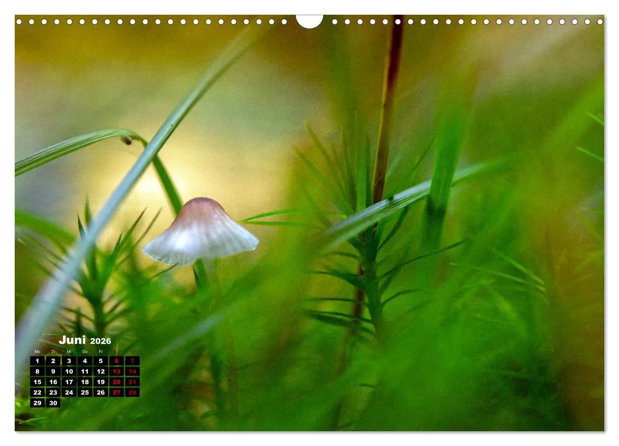 Bild: 9783457480199 | Pilzmagie (Wandkalender 2026 DIN A3 quer), CALVENDO Monatskalender