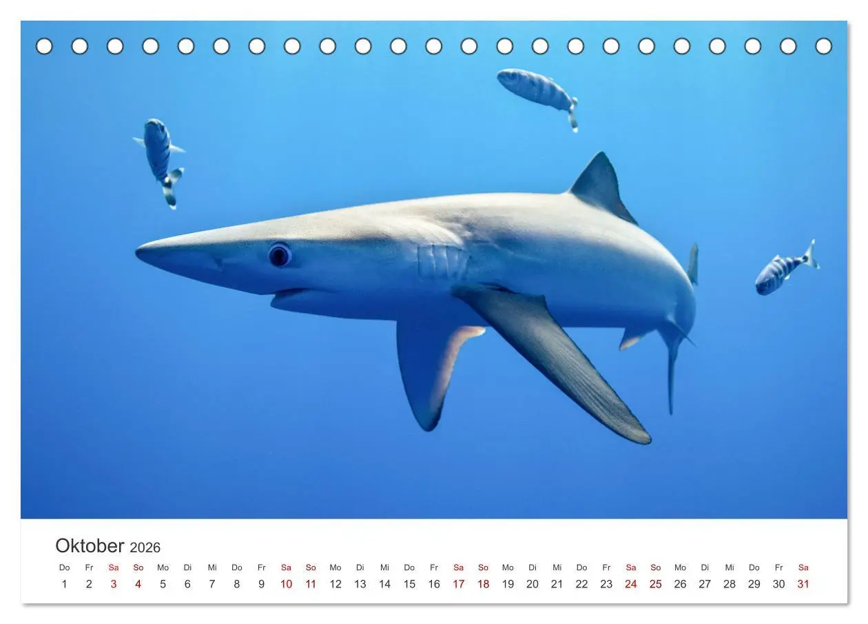 Bild: 9783457540299 | Haie - Vorsicht gefährlich! (Tischkalender 2026 DIN A5 quer),...
