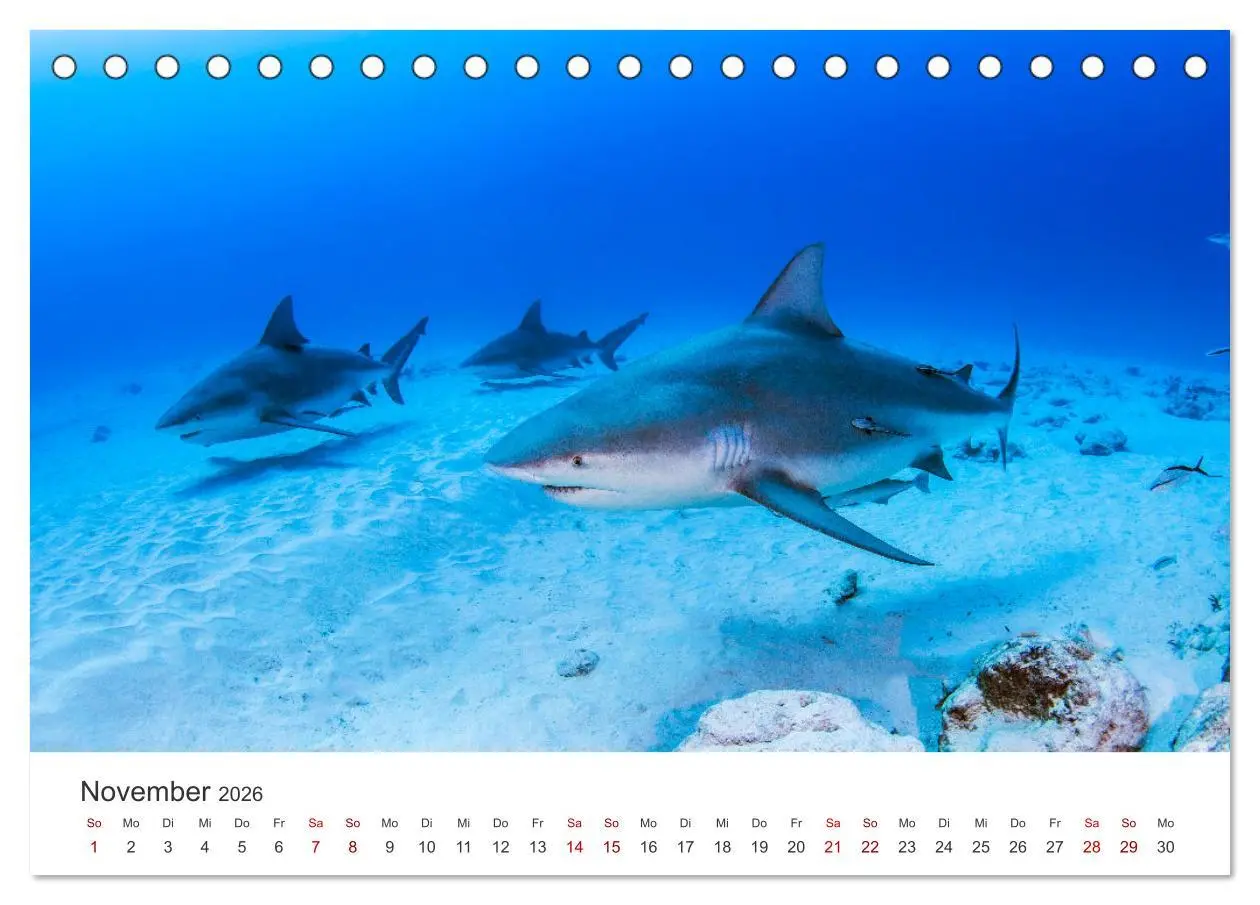 Bild: 9783457540299 | Haie - Vorsicht gefährlich! (Tischkalender 2026 DIN A5 quer),...