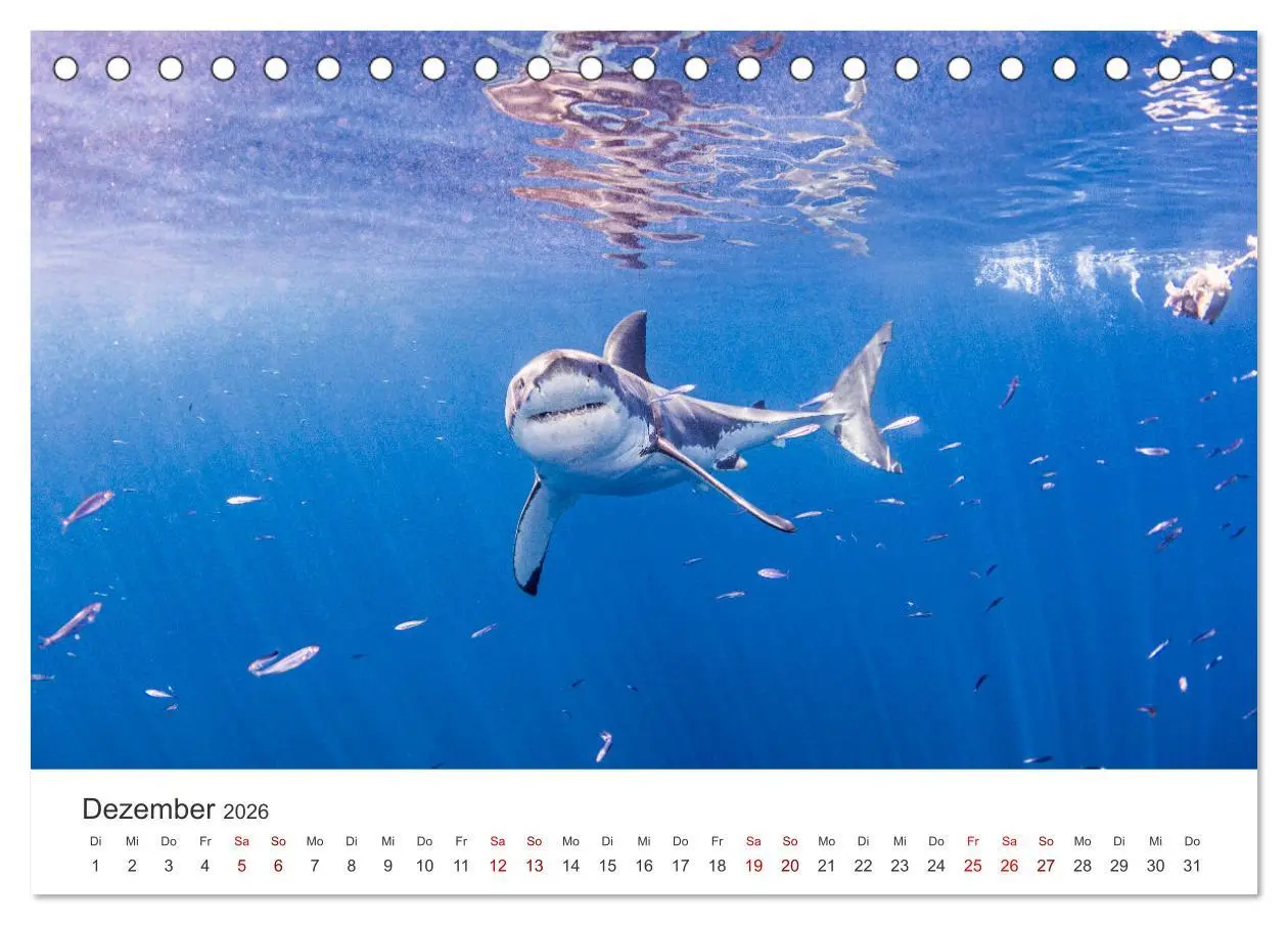 Bild: 9783457540299 | Haie - Vorsicht gefährlich! (Tischkalender 2026 DIN A5 quer),...