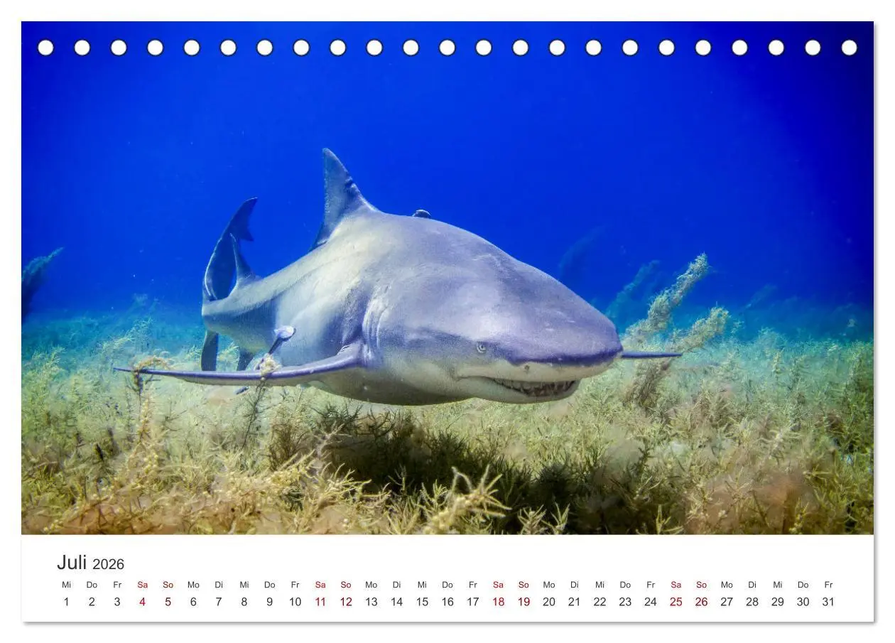 Bild: 9783457540299 | Haie - Vorsicht gefährlich! (Tischkalender 2026 DIN A5 quer),...