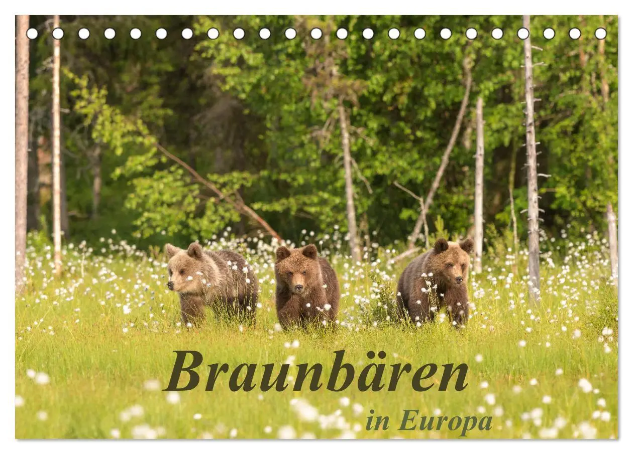 Cover: 9783457780299 | Braunbären in Europa (Tischkalender 2026 DIN A5 quer), CALVENDO...