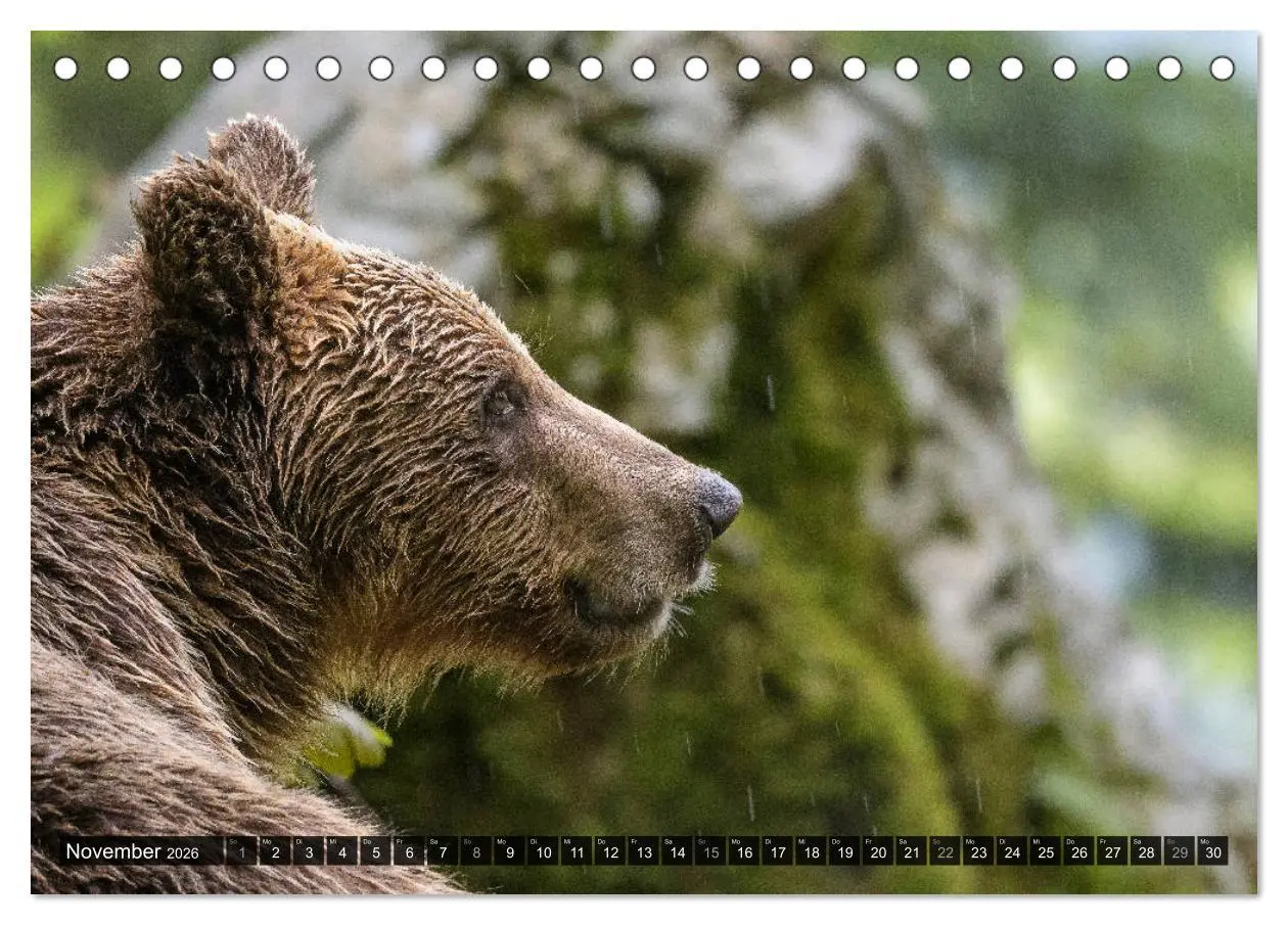 Bild: 9783457780299 | Braunbären in Europa (Tischkalender 2026 DIN A5 quer), CALVENDO...