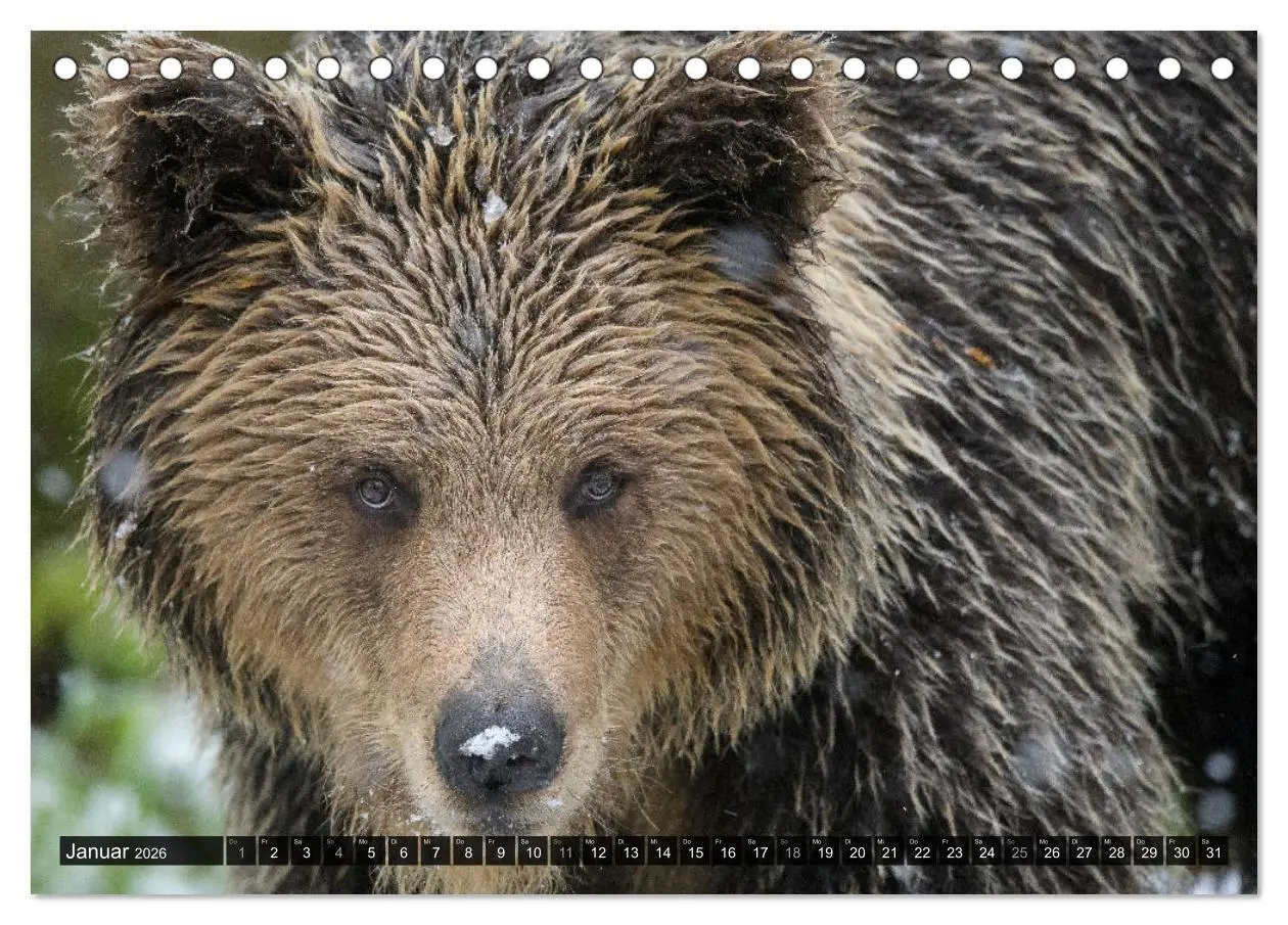 Bild: 9783457780299 | Braunbären in Europa (Tischkalender 2026 DIN A5 quer), CALVENDO...