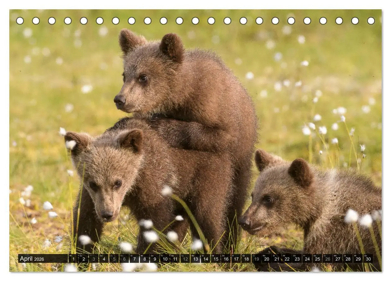 Bild: 9783457780299 | Braunbären in Europa (Tischkalender 2026 DIN A5 quer), CALVENDO...