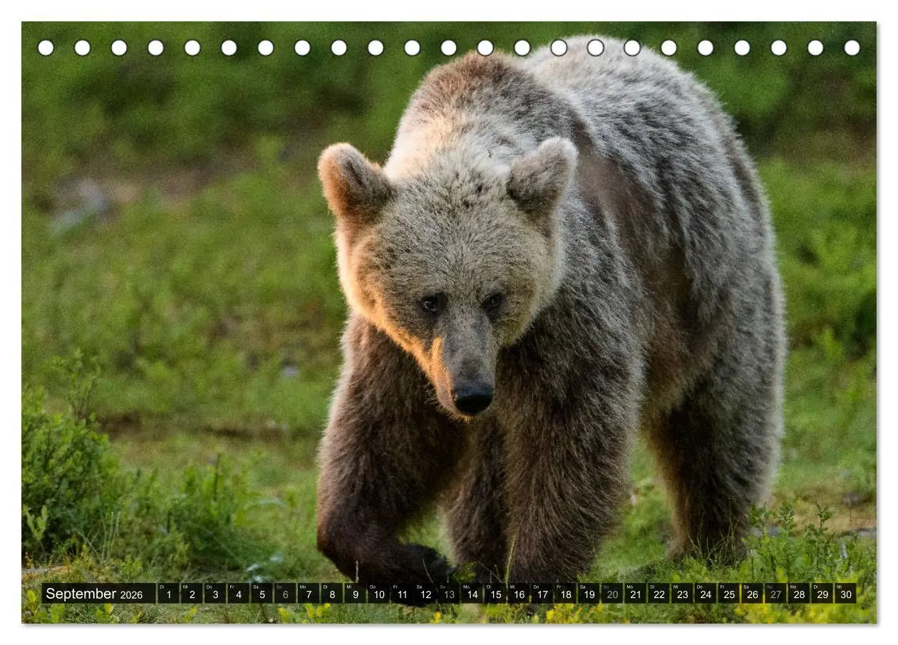Bild: 9783457780299 | Braunbären in Europa (Tischkalender 2026 DIN A5 quer), CALVENDO...