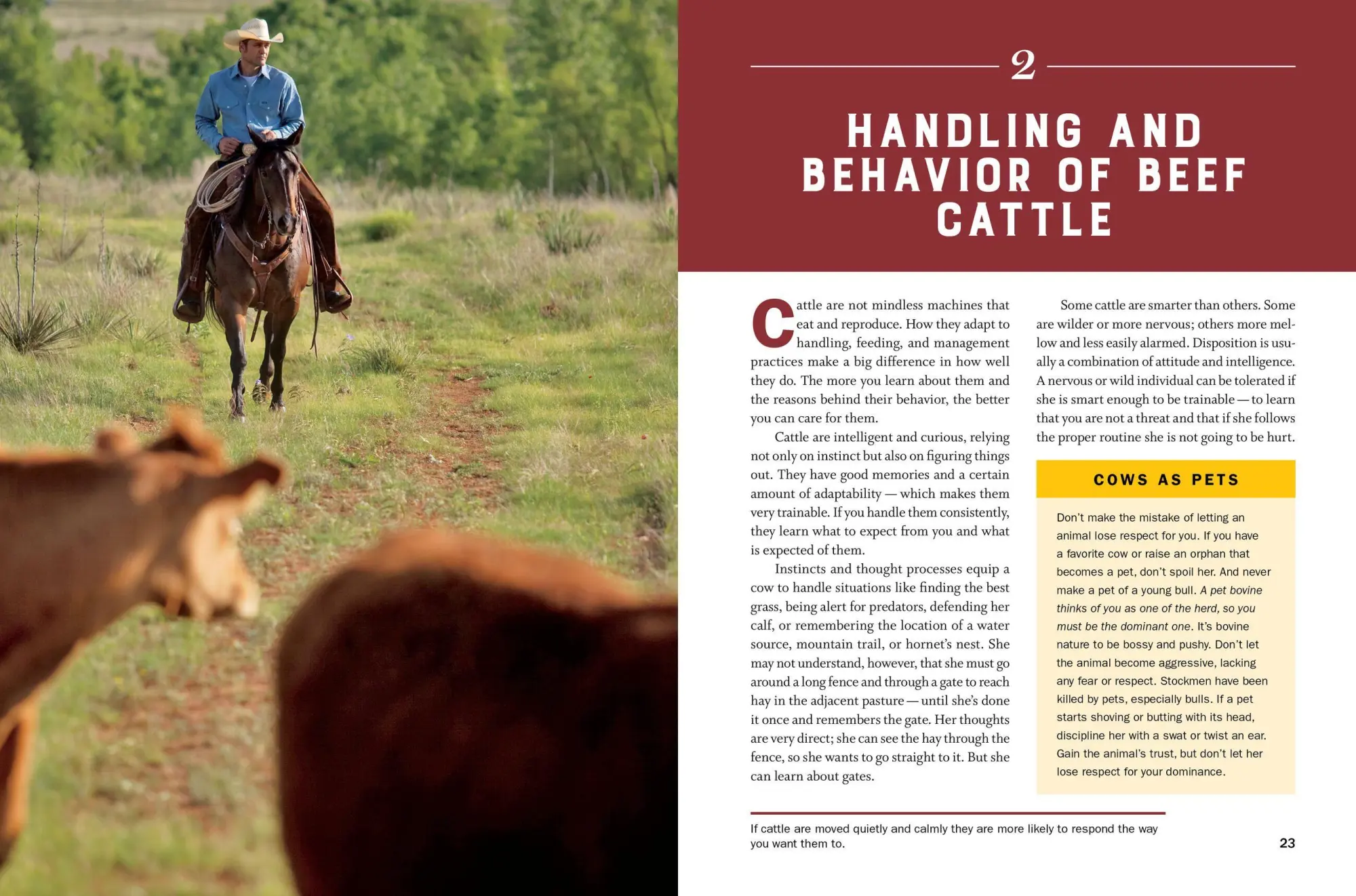 Bild: 9781635860399 | Storey's Guide to Raising Beef Cattle, 4th Edition | Thomas | Buch